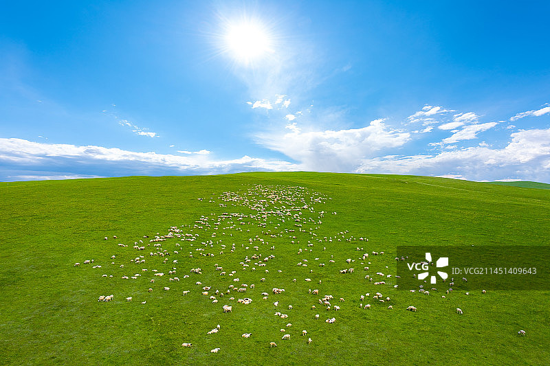呼伦贝尔草原上的羊群图片素材