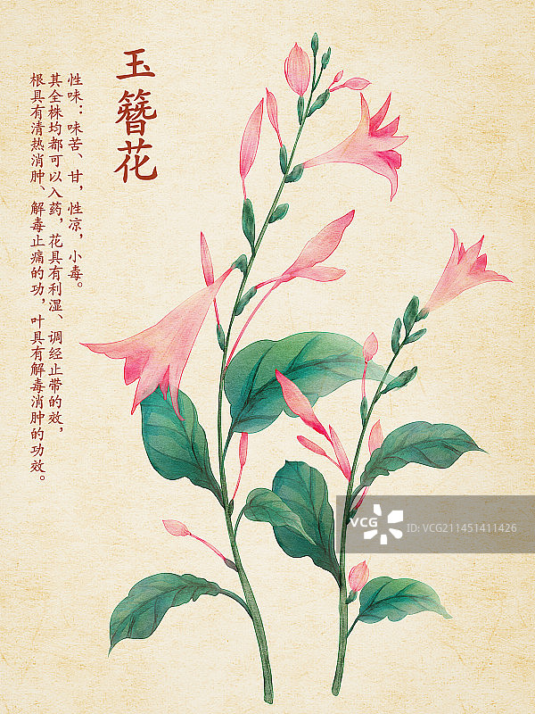 玉簪花图片素材