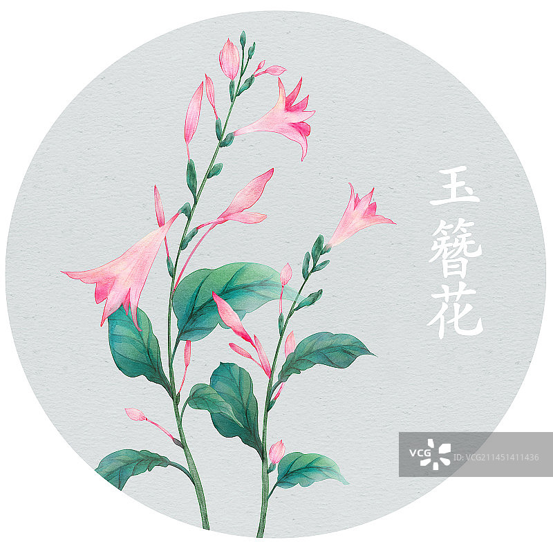 玉簪花图片素材