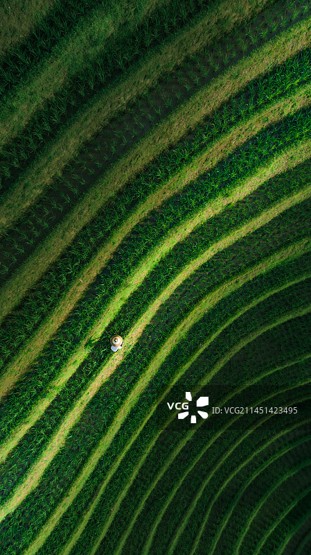 在梯田上耕作的农民图片素材