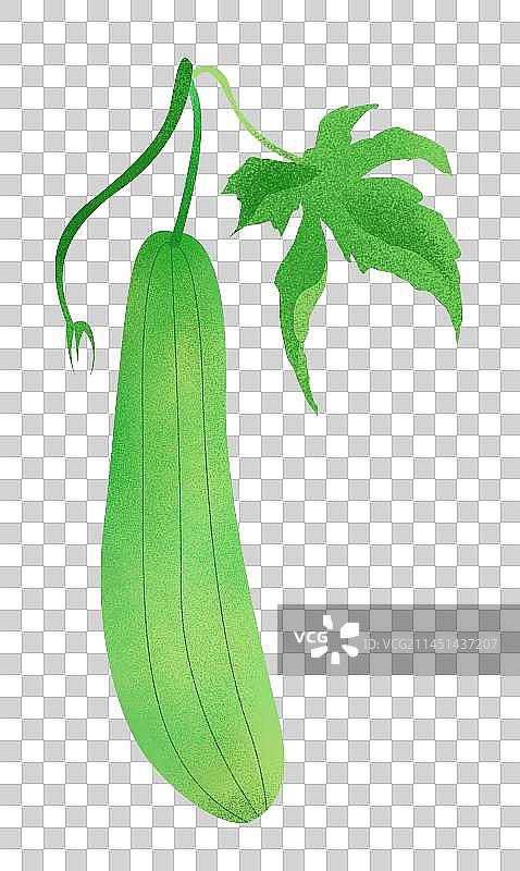 卡通手绘绿色丝瓜插画元素图片素材