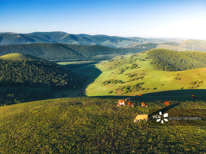 丰宁坝上草原高山草甸牛羊放牧图片素材