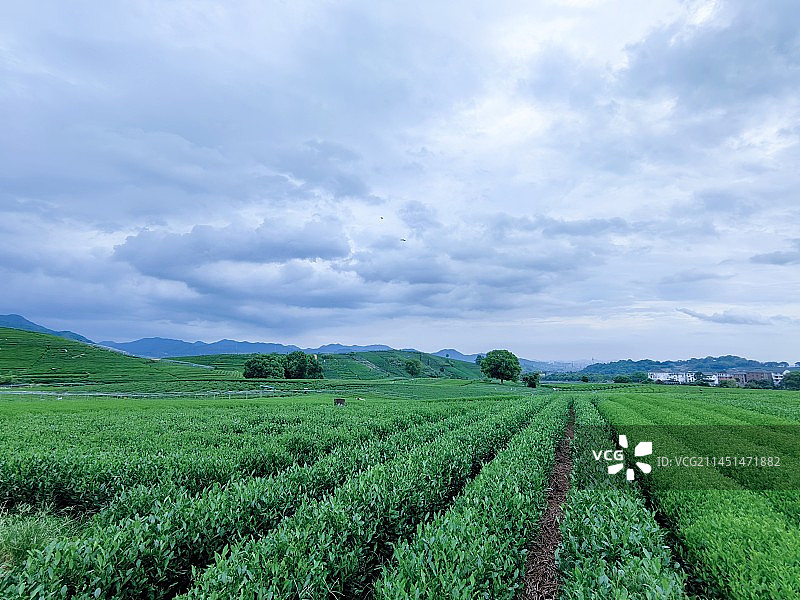 龙坞茶园（阵雨天） 注：“天下名茶数龙井，龙井上品在狮峰”，狮峰龙井茶基地。图片素材