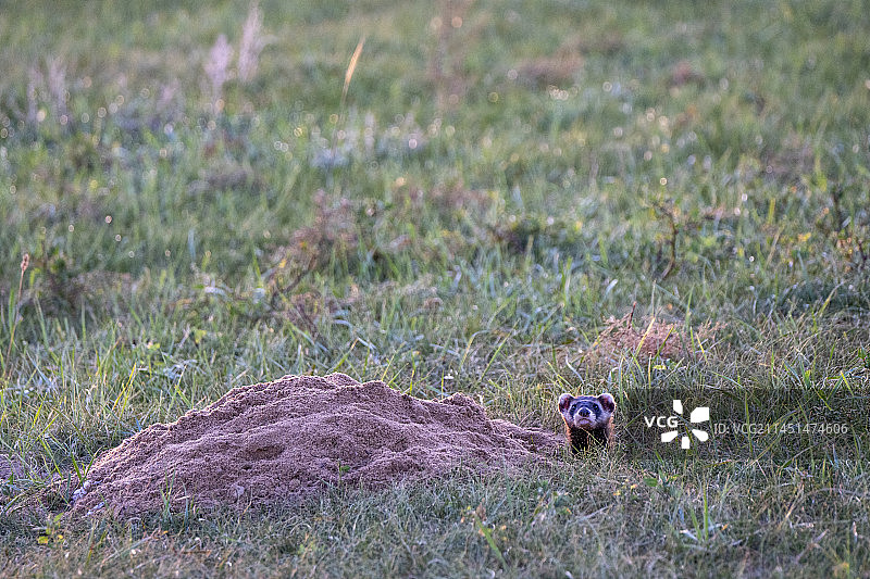 草原上的挖洞的田鼠特写图片素材