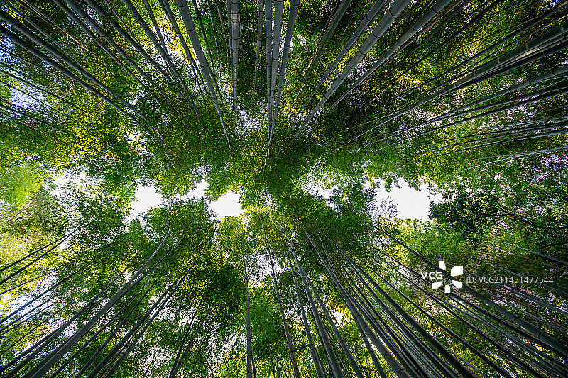 京都竹海图片素材