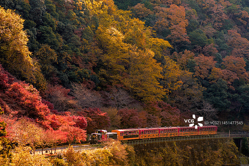 京都穿越彩林的小火车图片素材