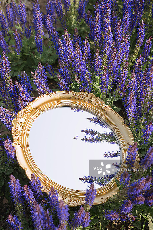 镜子在薰衣草里图片素材