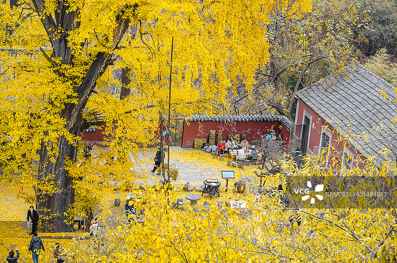 中国自然风光拍摄主题，山东泰安泰山，秋天的玉泉寺的千年银杏树黄了，户外白昼无人图像摄影图片素材