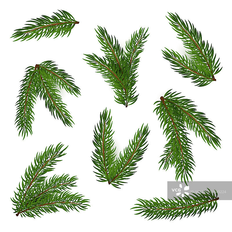 云杉树枝素材图片素材