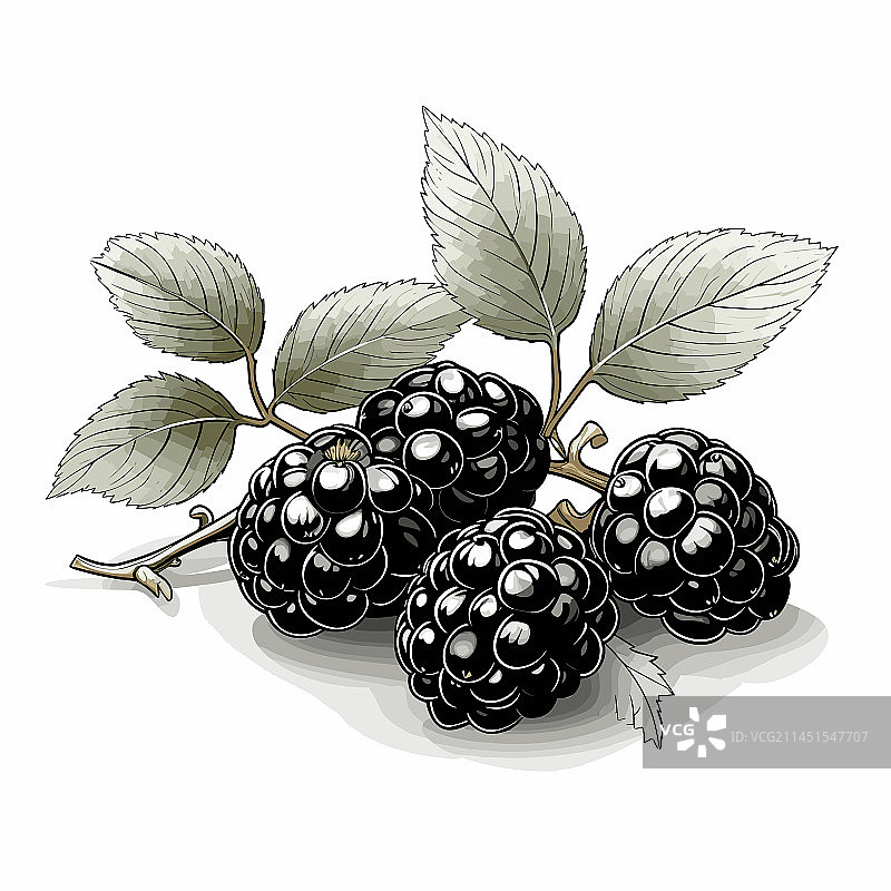 手绘黑莓涂鸦图片素材