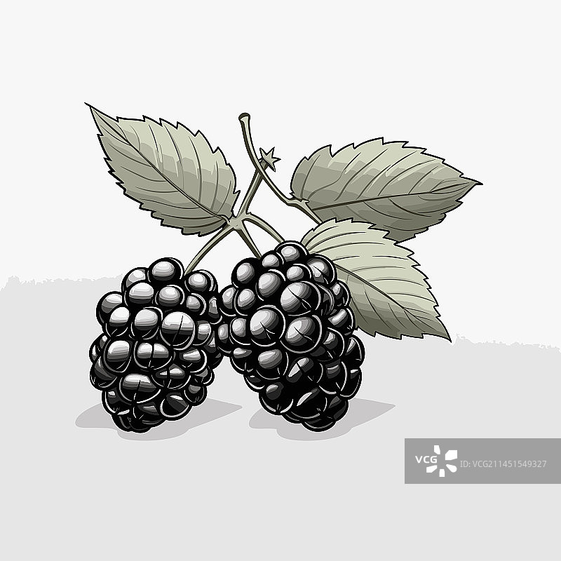 手绘黑莓涂鸦图片素材