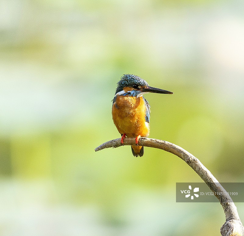 春日翠儿图片素材