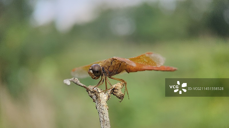 红蜻蜓图片素材