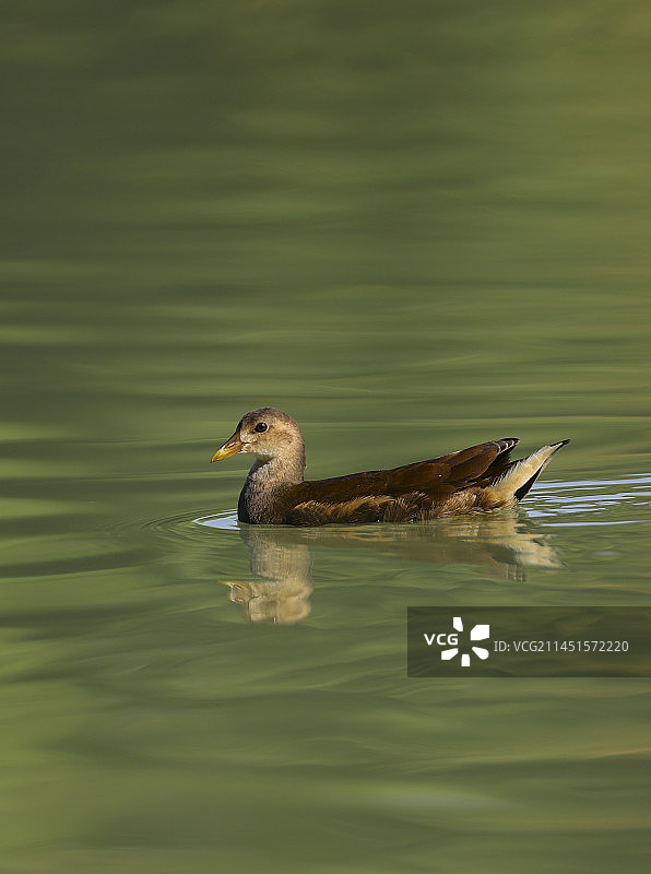 红松鸡图片素材