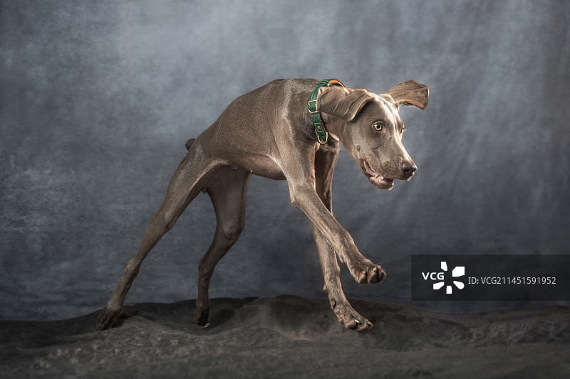 狗子们图片素材