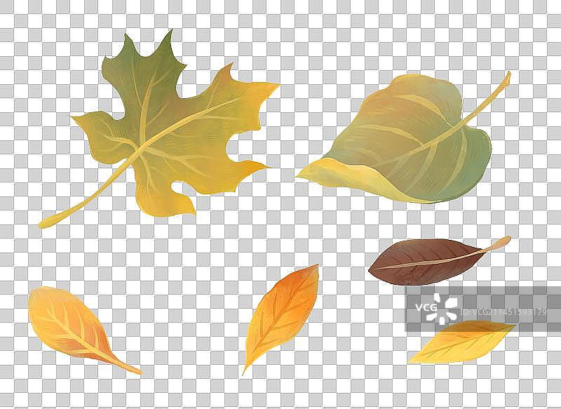 秋天节气插画元素黄色的落叶图片素材