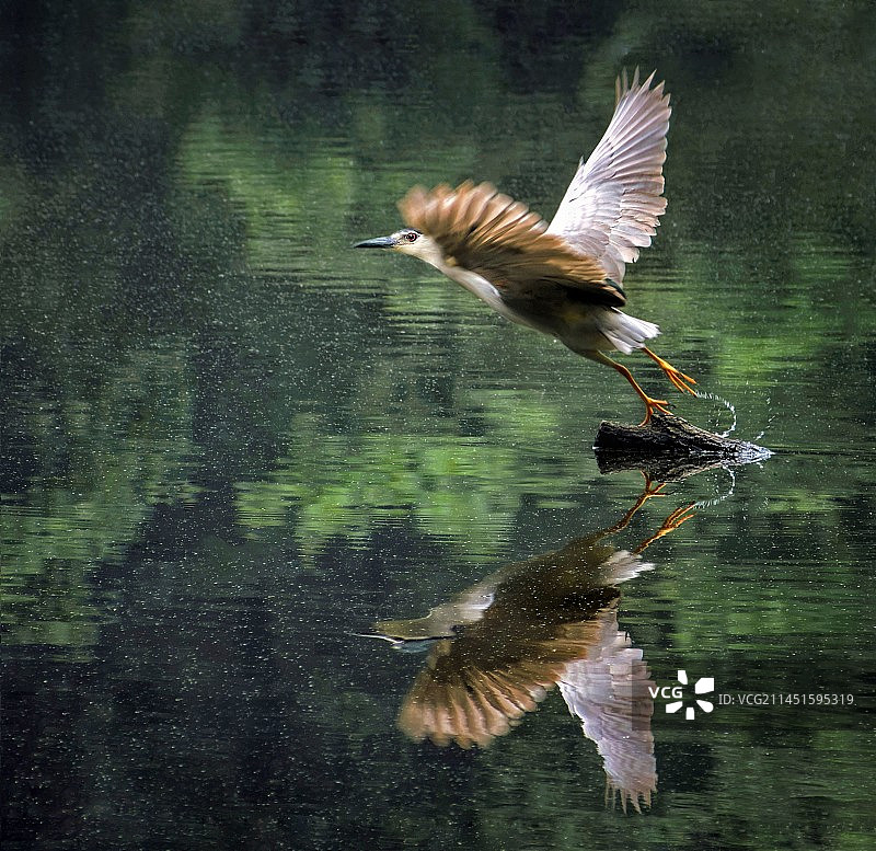 起飞*夜鹭图片素材