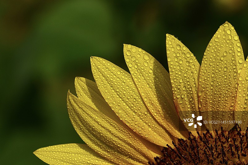 阳光下的太阳花局部特写图片素材