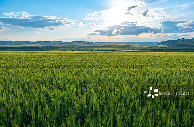大面积的麦田图片素材