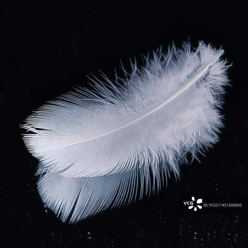 白羽毛图片素材