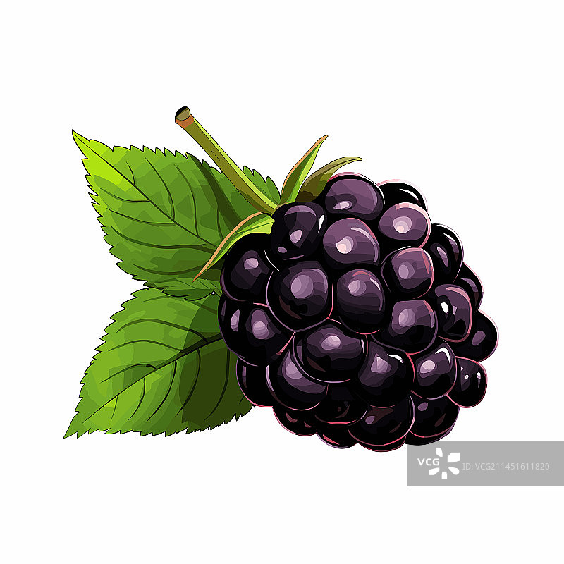 手绘黑莓涂鸦图片素材