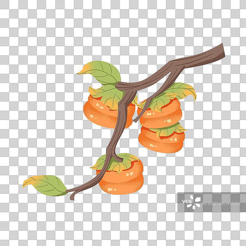 秋季柿子水果素材图片素材