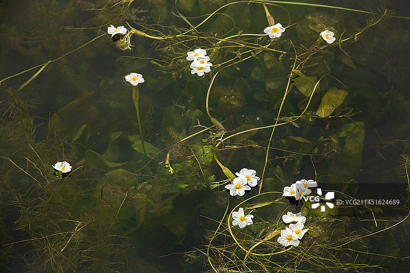 大理 S湾 双廊 水杉 水松落羽松 滨水杉红 威尼斯 水上 倒影 桥 水性杨花 小路 云南 大理古城图片素材