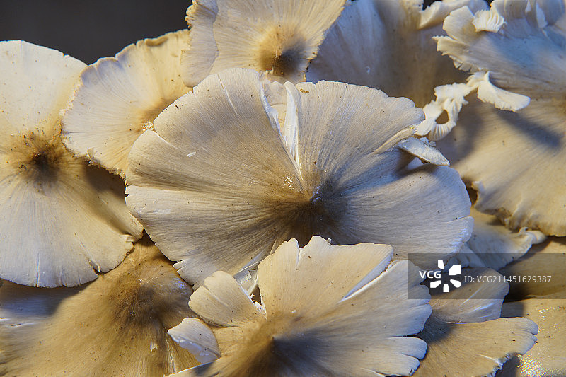 鸡枞菌三八菇特写展示图片素材