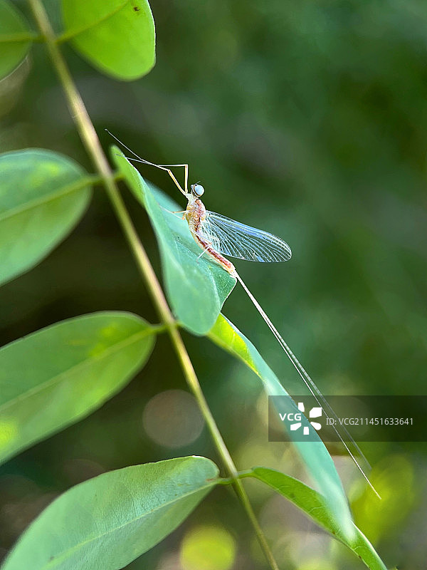 绿叶上的蜉蝣仙子图片素材