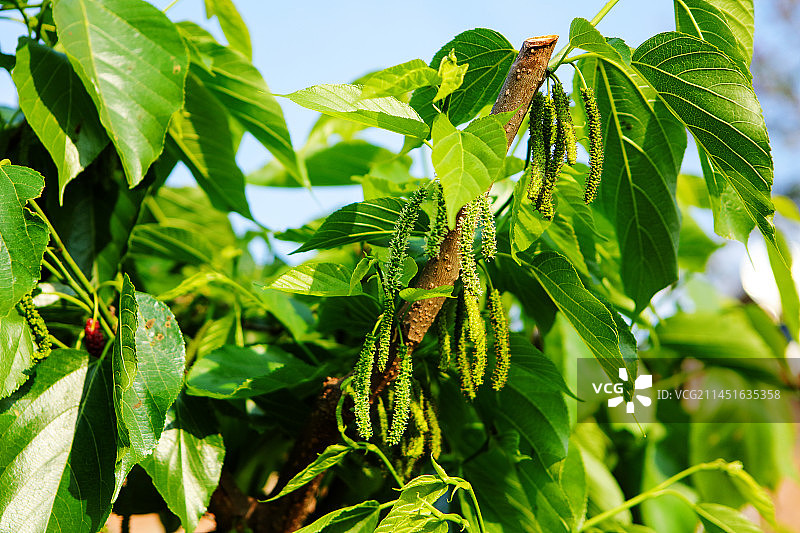 在阳光映衬下绿油油的霜桑叶图片素材