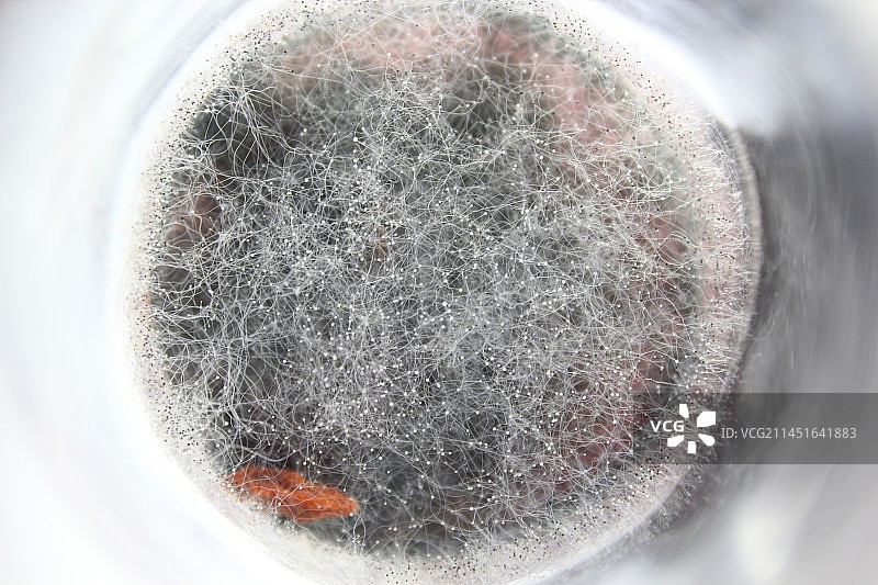 中国细菌病毒拍摄主题，正在发霉的细菌病毒黄曲霉素彩色致癌症的样本，室内无人图像摄影图片素材