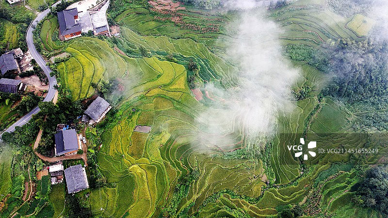 乡村振兴紫鹊界梯田秋景云海航拍图片素材