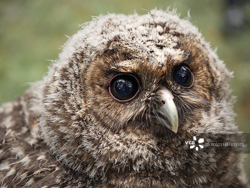 灰林鸮图片素材