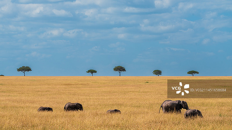 塞伦盖蒂·大象图片素材