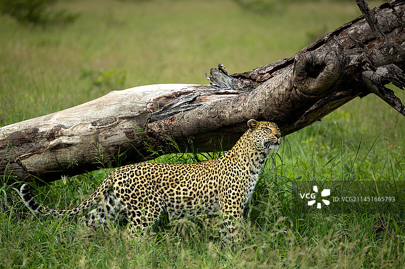 南非隆多洛济野生动物保护区：豹在树上标记气味图片素材