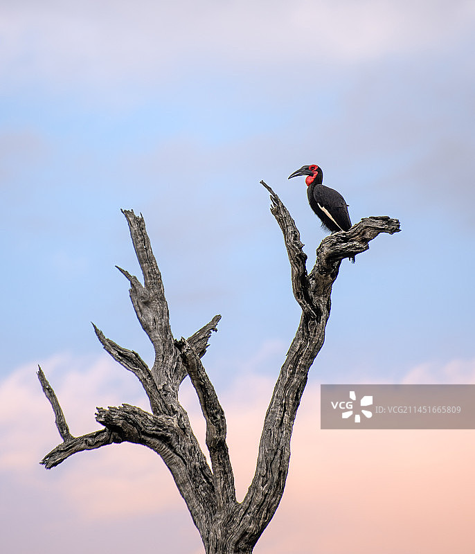 南非隆多洛齐野生动物保护区：地犀鸟栖息于树枝上图片素材