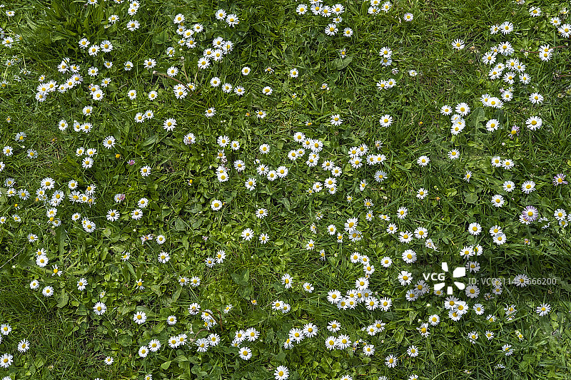 美国春天绿草茵茵，雏菊和蒲公英盛开的草坪图片素材