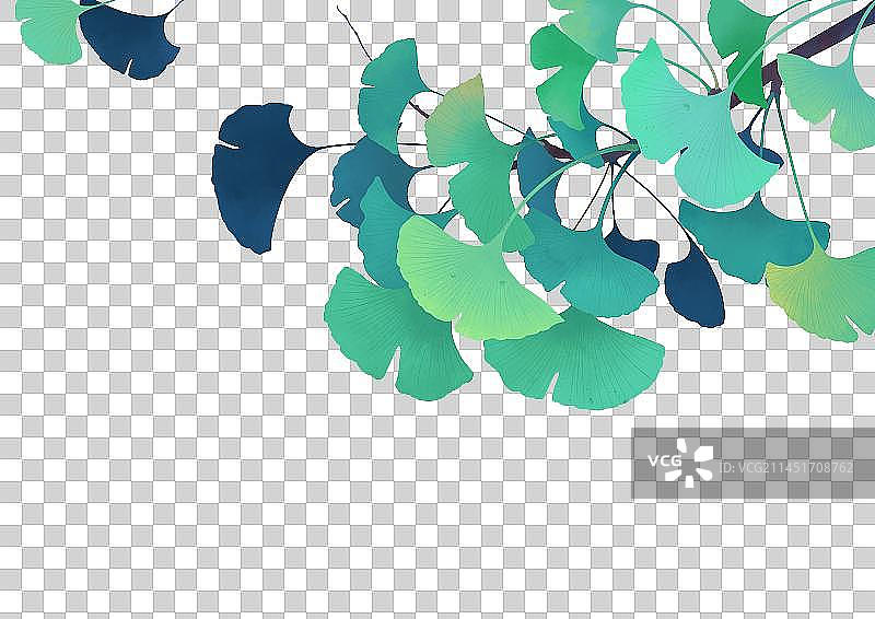 银杏叶子2图片素材