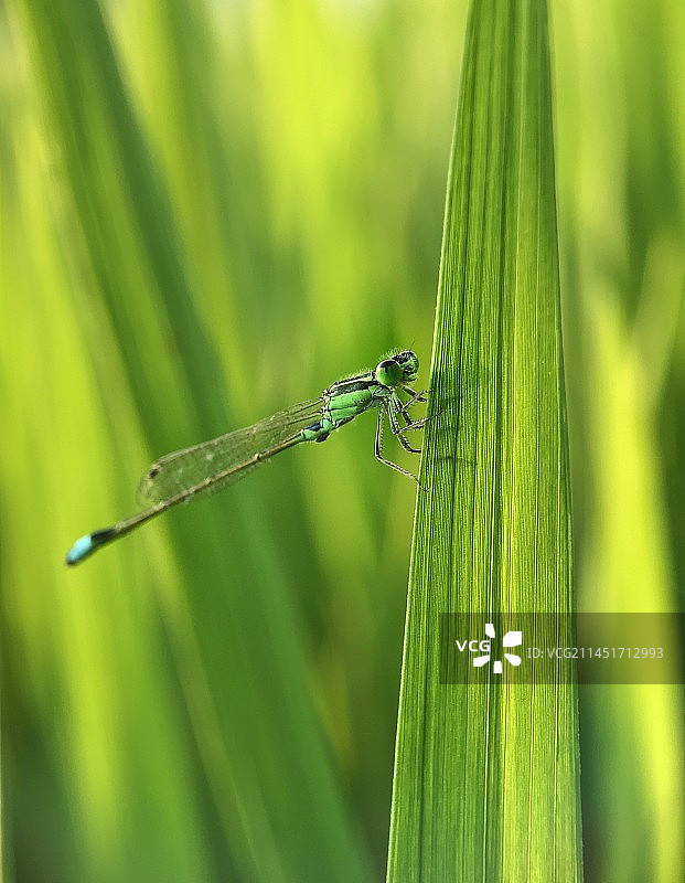 绿豆娘图片素材