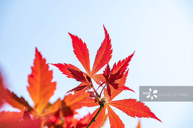 城市里的红枫图片素材