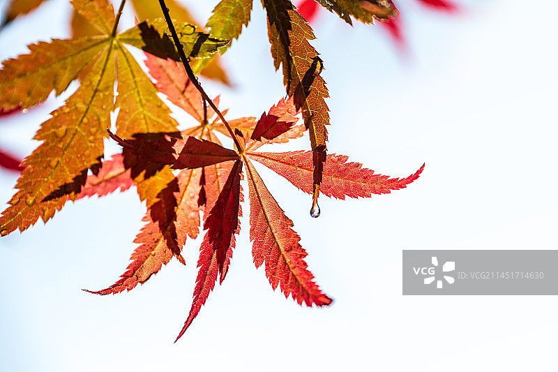 城市里的红枫图片素材