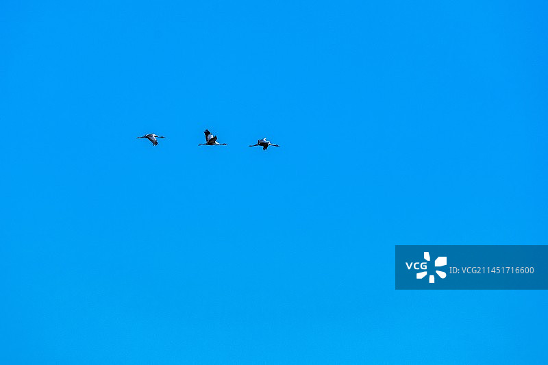 蓝天飞翔黑颈鹤图片素材