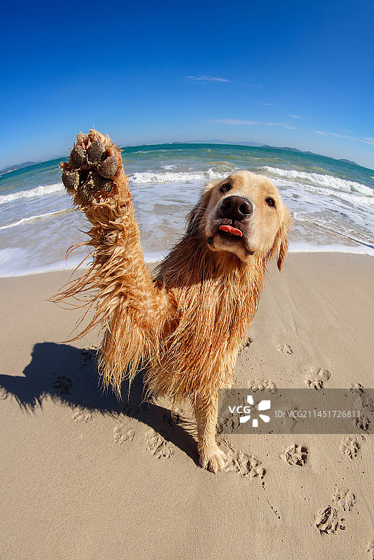 海边玩耍的金毛寻回犬图片素材