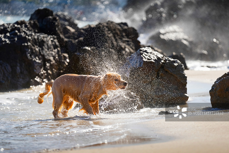 海边玩耍的金毛寻回犬图片素材