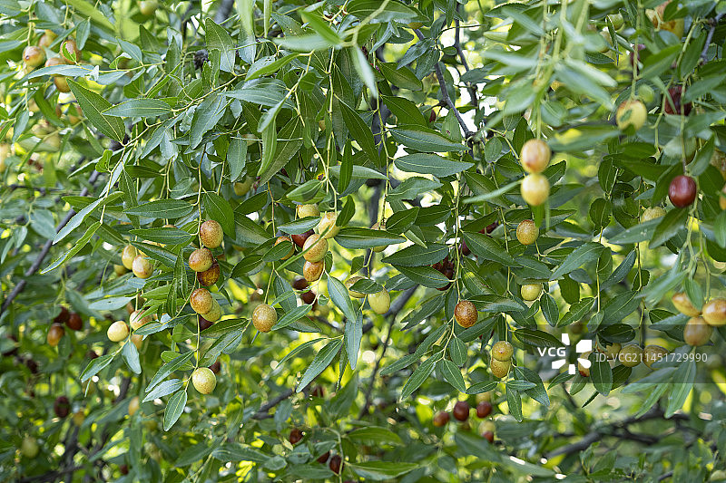 枣树上成熟的红枣图片素材
