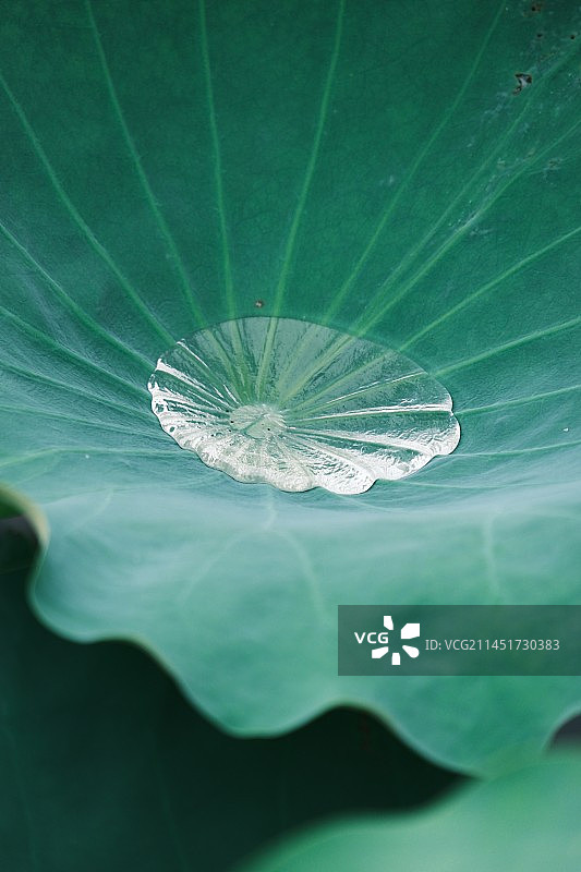 荷叶上的露珠图片素材