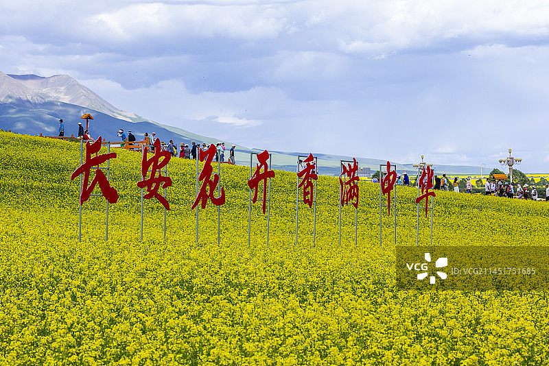 门源油菜花图片素材