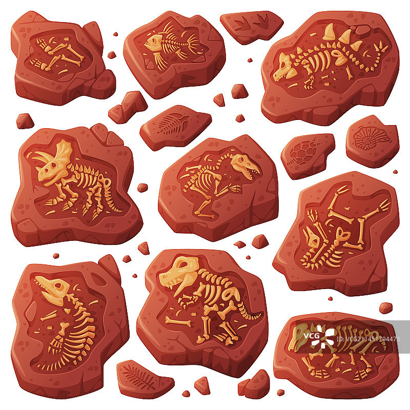 挖掘获得的化石静置于土壤中图片素材