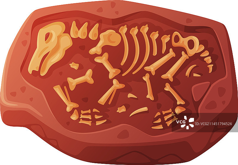 挖掘出的土壤化石图片素材