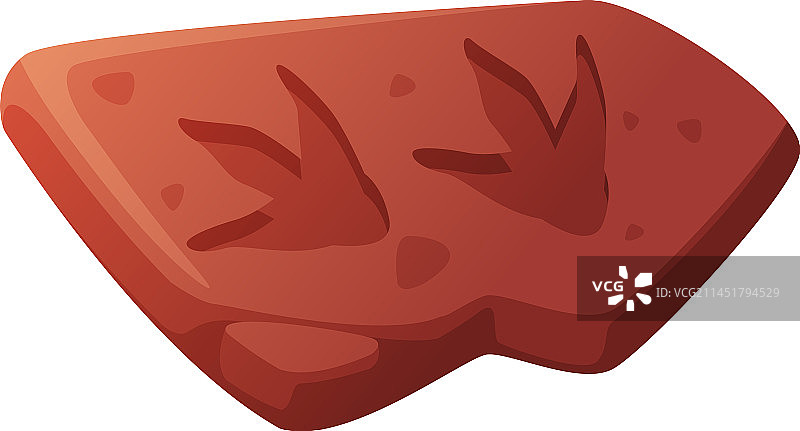 地表挖掘获得的化石印记图片素材